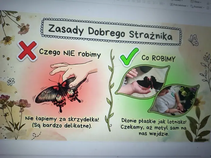 Motyle — zdjęcie 6